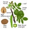 The illustration shows part of the walnut plants on a white background.