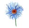 Illustration single blue daisy flower