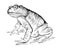 Illustration of sitting toad. Amphibian animals. Black and white isolated drawing of reptile for encyclopedia. Print for fabric,