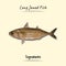 Illustration sketch and vector style of long jawed fish. Good to use for restaurant menu, Food recipe book and food ingredients