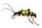 Illustration of a Spotted Longhorn beetle, Rutpela maculata