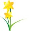 Illustration of spring daffodils on a white backgr