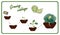 Illustration of the stages of cultivation of cabbage from seed to harvest, planting, seedlings, cabbage cabbage. Vector