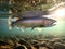 Illustration of a steelhead swimming in a clear river. Image of a fish in river water in sharp detail.