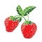 Illustration Strawberry - Vector Illustration