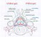 Illustration of the structure of the human spine