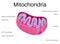 Illustration Structure of Mitochondria