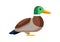 Illustration of stylized duck. Image of wild bird in simple style.