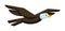 Illustration of stylized eagle. Image of wild bird in simple style.