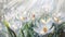 Illustration of sun rays falling on white daffodils. Flowering flowers, a symbol of spring, new life