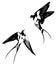 Illustration of a swallow on a white background. Symbol of freedom.