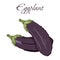 Illustration of Tasty Veggies. Vector Eggplant