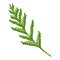 Illustration of thuja branch.