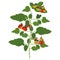 Illustration of a tomato plant. A tomato seedling. Tomatoes on a bush with leaves
