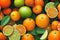 Illustration top view of a background of a group of oranges, tangerines and other ripe citrus fruits, some cut in half