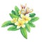 Illustration of tropical resort flowers frangipani plumeria.