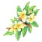 Illustration of tropical resort flowers frangipani plumeria.