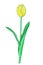 Illustration of tulips, colored sketches, white background