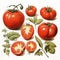 Illustration of a variation of red ripe tomatoes, whole fruits and cut, green leaves, for cookbooks, menu