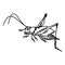 Illustration vector doodles hand drawn grasshopper isolated on w