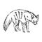 Illustration vector hand drawn of aardwolf on white bac