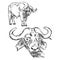 Illustration vector hand drawn of Cape buffalo on whit