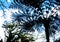 illustration. View of the blue sky through the large leaves of tropical palm trees