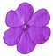 The illustration of a violet flower of garden balsamine Impatiens parviflora. Drawing - Vector - Cartoon.