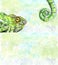 Illustration with watercolor painted chameleon. Design full-color chameleon, color lizard, watercolor chameleon