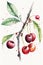 illustration of watercolor painting cherries on the white background