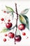 illustration of watercolor painting cherries on the white background