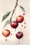 illustration of watercolor painting cherries on the white background