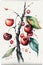 illustration of watercolor painting cherries on the white background
