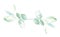 Illustration watercolor plant twig with leaves as an ornament for decoration