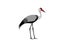 Illustration of a wattled crane, Bugeranus carunculatus