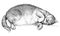 Illustration of well-fed satisfied cat. Pencil drawing. Sketch of an overeating fat kitten. Print for fabric or tattoo. Black and