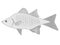 An illustration of a white bass fish