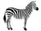 Illustration white and black animal zebra white background