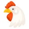 Illustration of white chicken head. Images for food and agricultural industries.