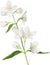 Illustration with white isolated jasmine blossoming branch