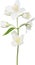Illustration with white isolated jasmine branch