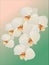 Illustration with white orchid