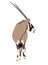 Illustration Wilde Tiere - Oryx 3
