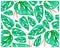 Illustration of Window Leaf or Monstera Obliqua Plants Background