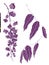 Illustration of wisteria flowers. Spring and summer. illustration design elements plant wisteria. Wisteria Plena