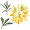 Illustration of yellow flower, bud of rhododendron, bloom on a branch. Beautiful Azalea with leaves on white background.