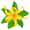 illustration ylang ylang yellow flowers tropical trees summer climate flowers with green leaves