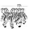 Illustration of zebra