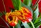 Illustration â€“ closeup composition of blooming Botanic Tulip