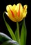 Illustration â€“ closeup composition of blooming Botanic Tulip